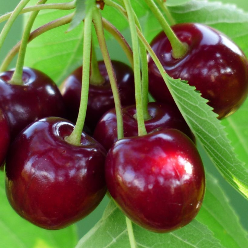 Cerejeira Bigarreau Burlat - Prunus avium (Colheita)