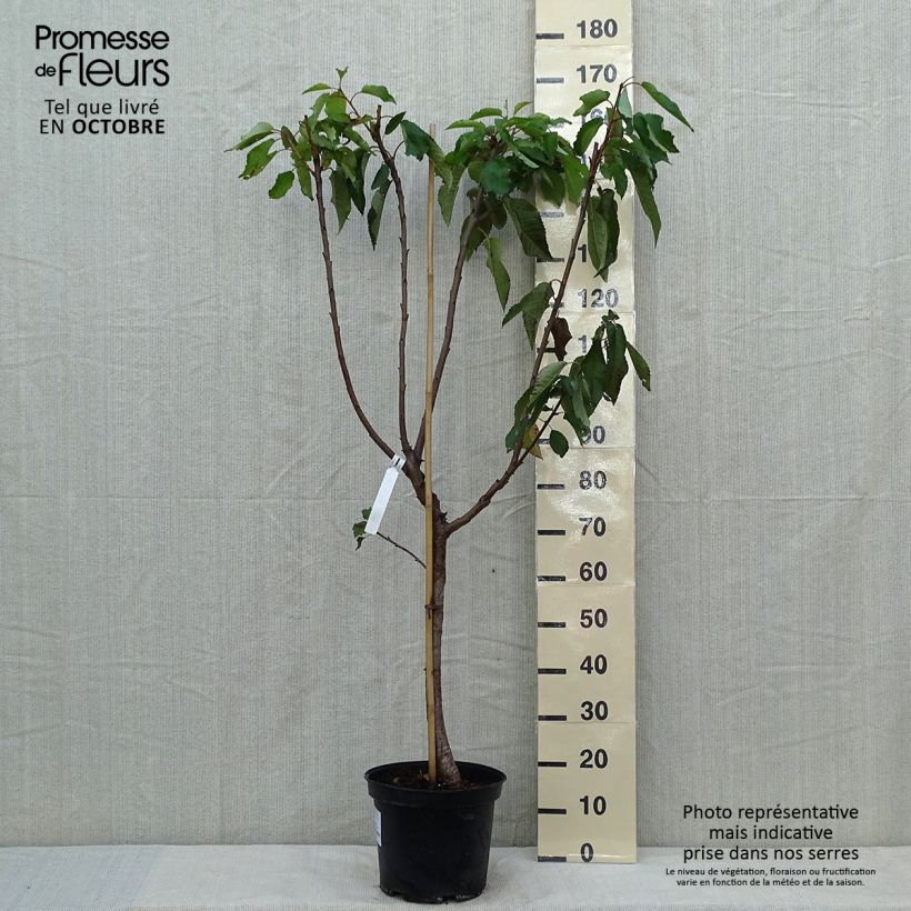 Amostra de Cerejeira Bigarreau Burlat - Prunus avium Vaso de 7,5 L/10 L, Copo tal como entregue no outono