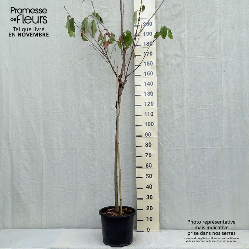 Amostra de Cerejeira Bigarreau Burlat - Prunus avium Vaso de 7,5 L/10 L, Meia haste tal como entregue no outono