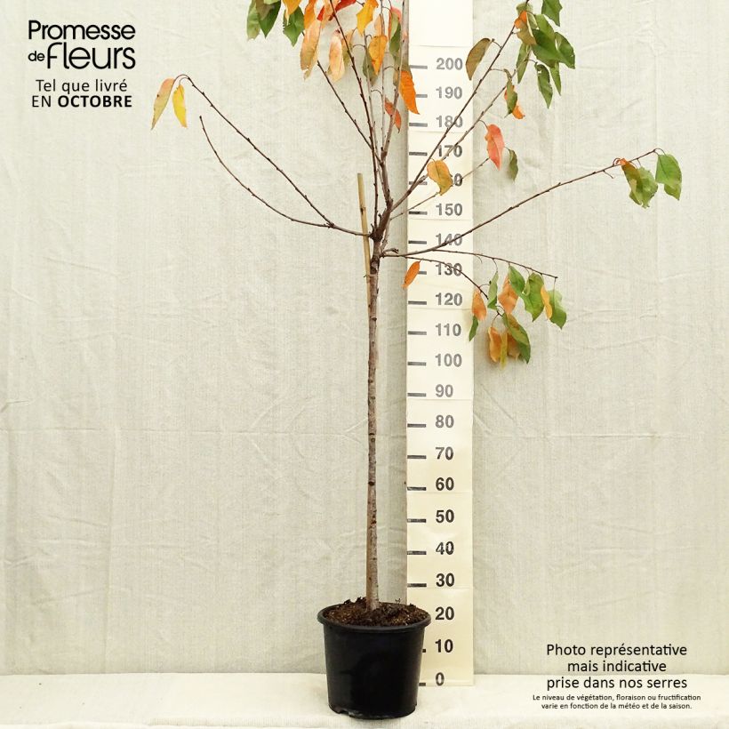 Amostra de Cerejeira Bigarreau Coeur de Pigeon - Prunus cerasus Vaso de 7,5 L/10 L, Meia haste tal como entregue no outono