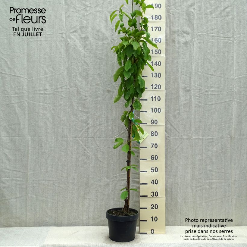 Amostra de Ginjeira Hong Kong colunnar - Prunus cerasus Vaso de 6 L/7 L, Colunar tal como entregue no verão