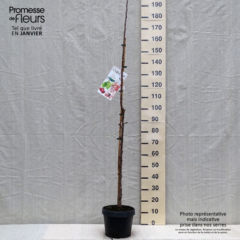 Amostra de Cerisier colonnaire Hong Kong - Prunus cerasus Vaso de 6 L/7 L, Colunar tal como entregue no inverno