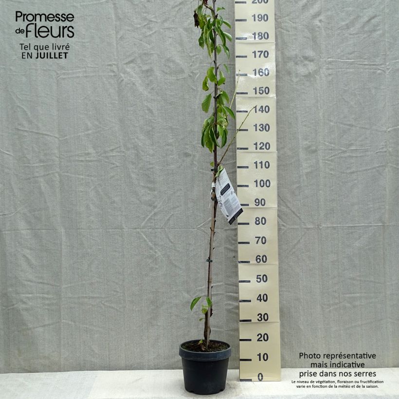 Amostra de Cerejeira Colunar de Xangai - Prunus cerasus Vaso de 6 L/7 L, Colunar tal como entregue no verão