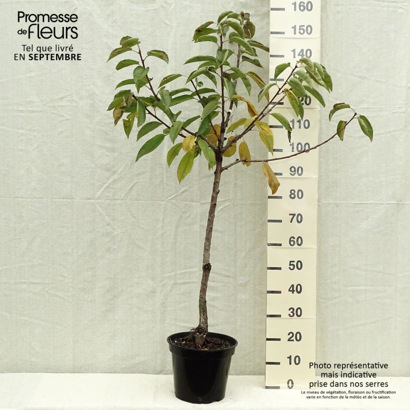 Amostra de Cerejeira anã colonnaire Sylvia - Prunus avium Vaso de 7,5 L/10 L, Copo tal como entregue no outono