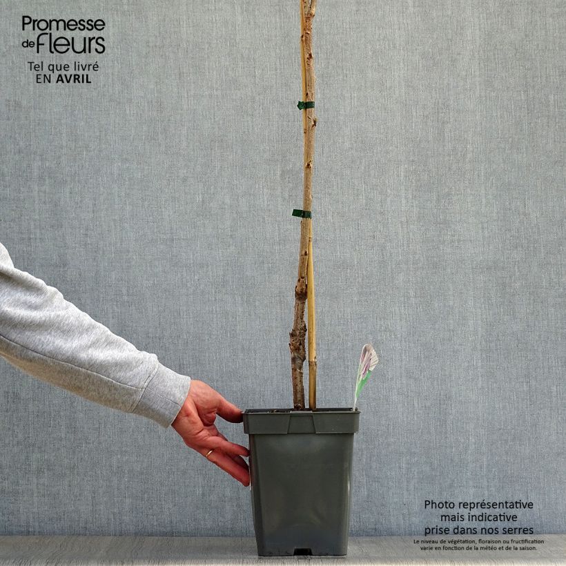 Amostra de Cerejeira anã colonnaire Sylvia - Prunus avium Vaso de 4 L/5 L, Colunar tal como entregue na primavera