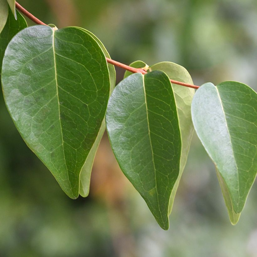 Eugenia uniflora (Folhagem)