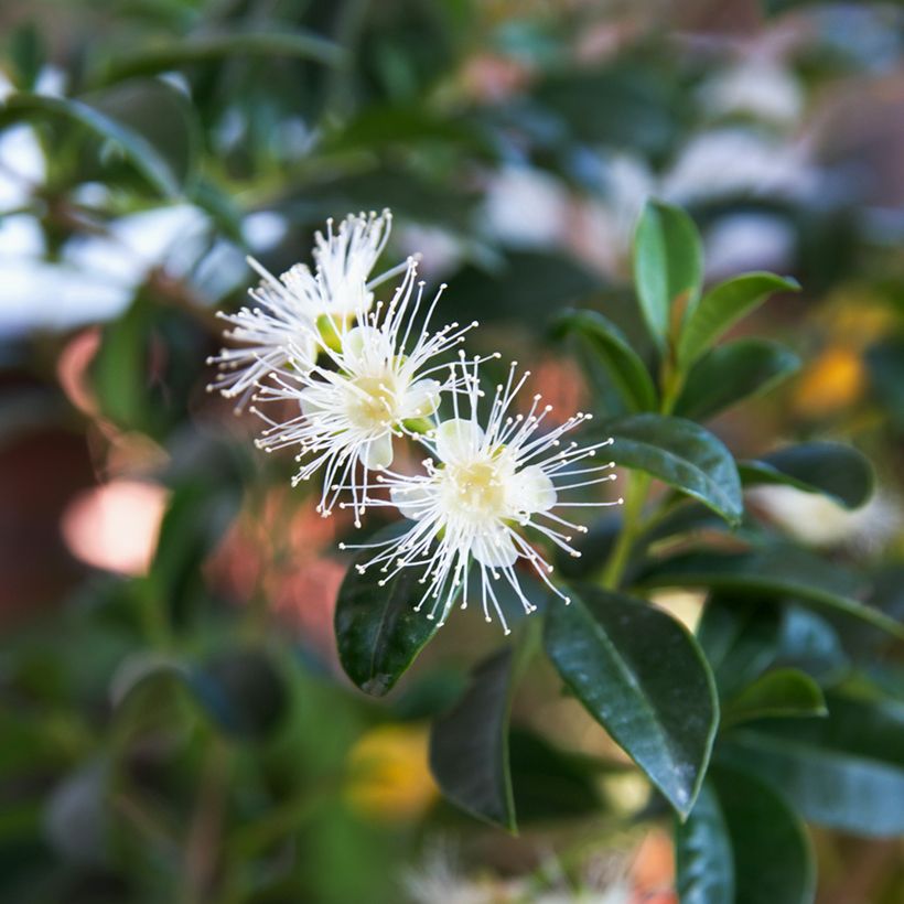 Eugenia uniflora (Floração)