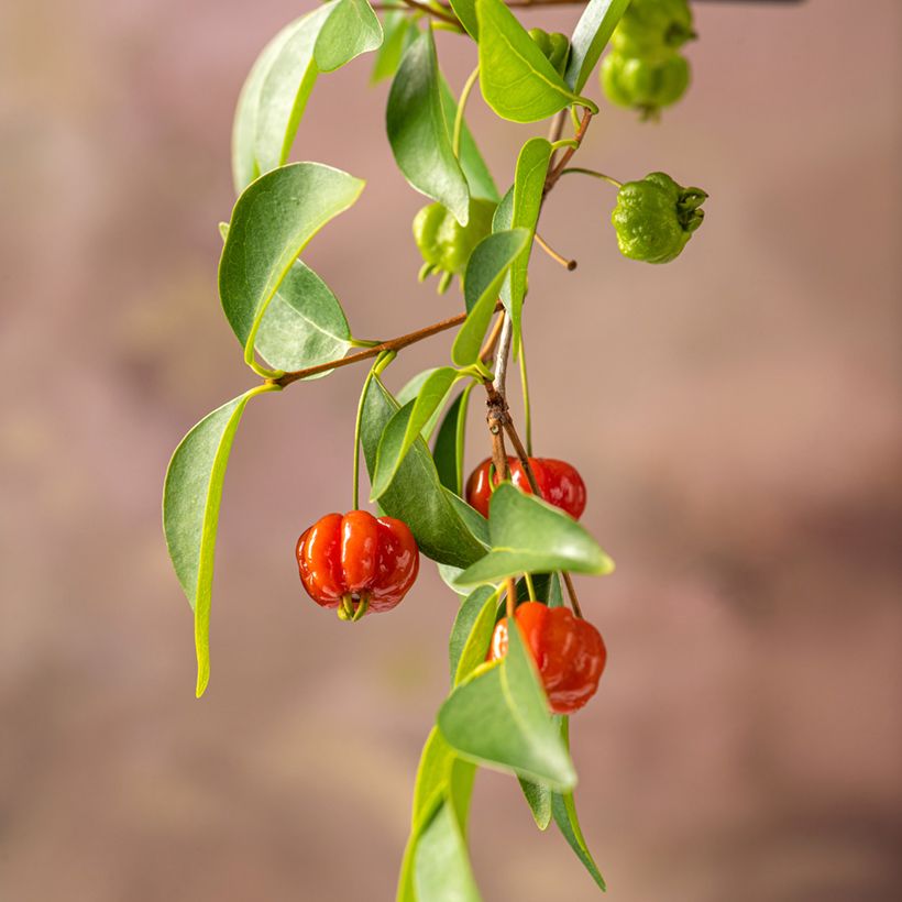 Eugenia uniflora (Colheita)