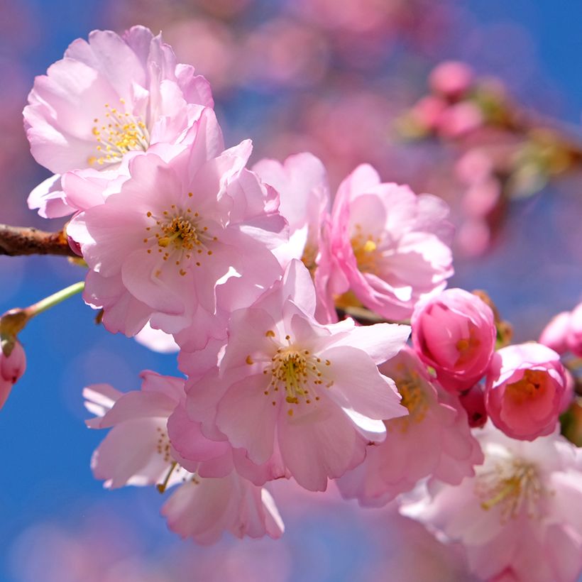 Prunus Accolade (Floração)
