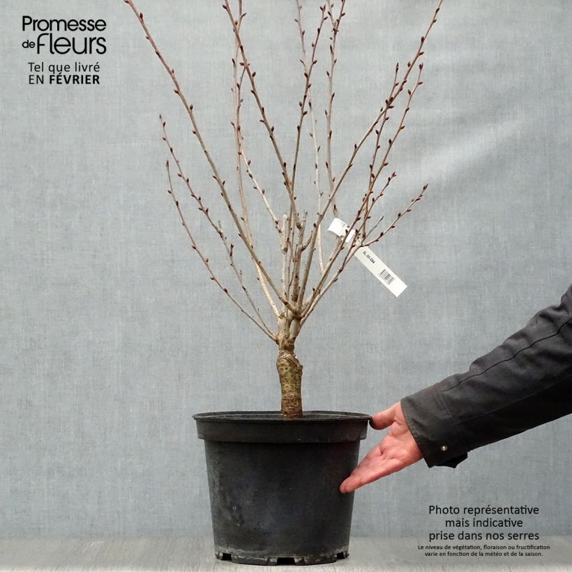 Amostra de Cerisier à fleurs du Japon - Prunus serrulata Kanzan Vaso de 7,5 L/10 L tal como entregue no inverno