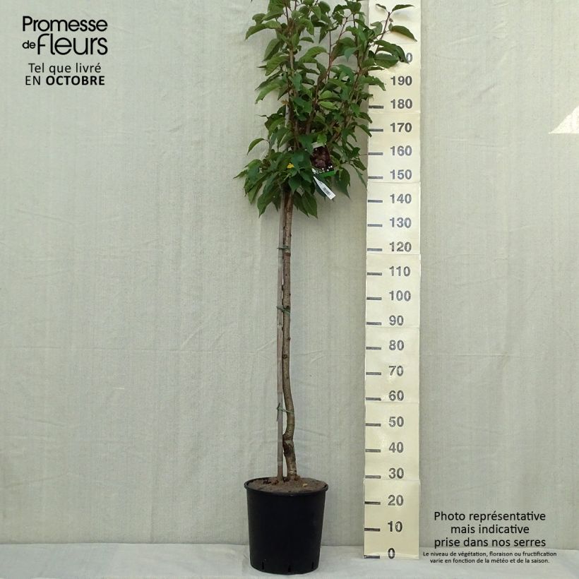 Amostra de Prunus serrulata Kanzan Vaso de 7,5 L/10 L, Haste tal como entregue no outono