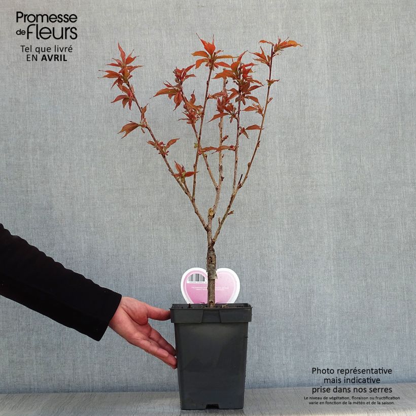 Amostra de Prunus serrulata Kanzan Vaso de 4 L/5 L, Arbusto tal como entregue na primavera