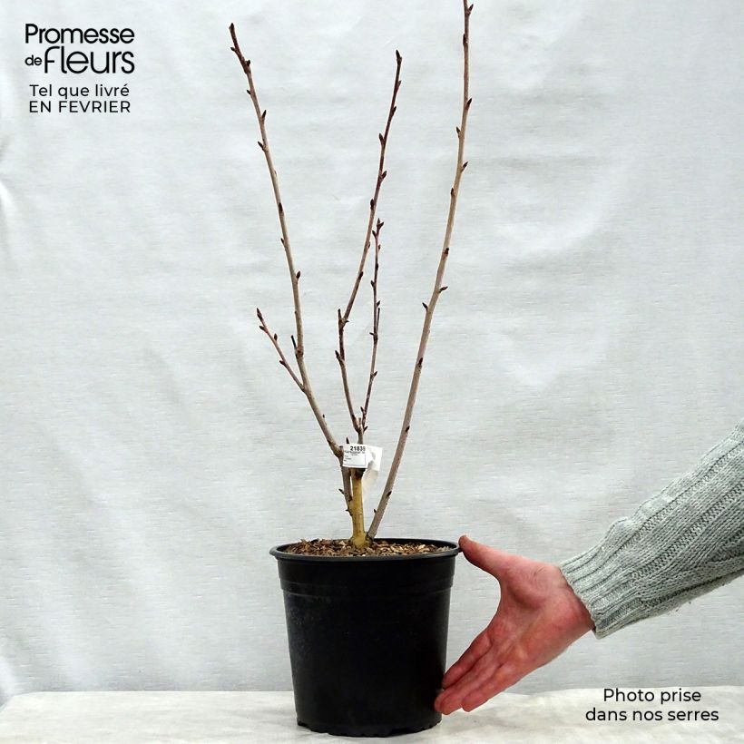 Amostra de Cerisier du Japon - Prunus serrulata Royal Burgundy Vaso de 4 L/5 L tal como entregue no inverno