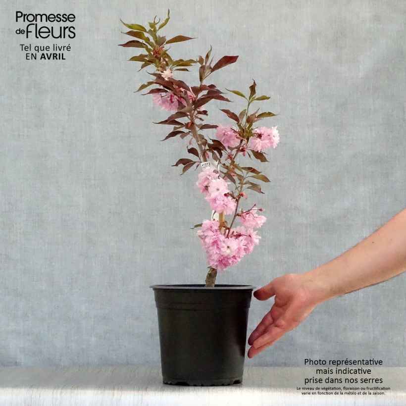 Amostra de Prunus serrulata Royal Burgundy Vaso de 4 L/5 L tal como entregue na primavera