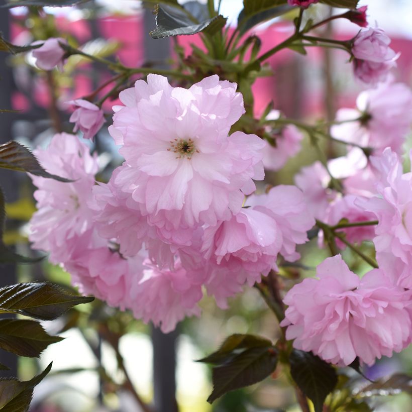 Prunus serrulata Royal Burgundy (Floração)