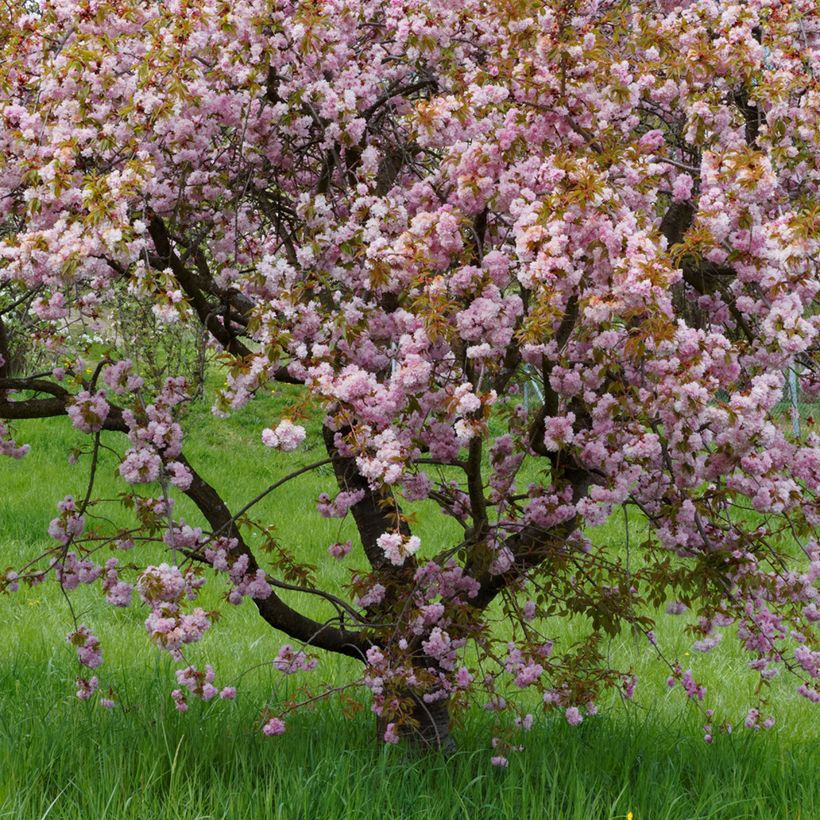 Prunus serrulata Royal Burgundy (Hábito)