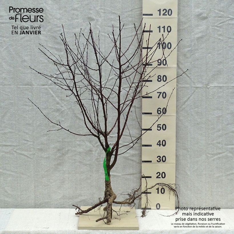 Amostra de Cerisier nain Cherry Baby Raízes nuas, Rebento tal como entregue no inverno