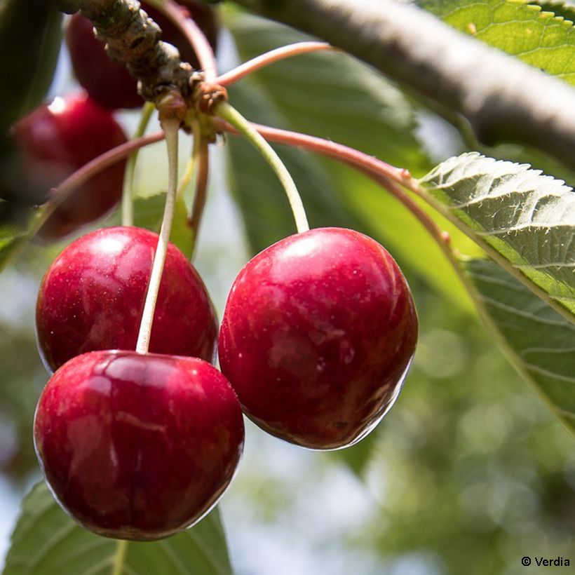 Cerejeira-anã Cherry Baby - Prunus cerasus (Colheita)