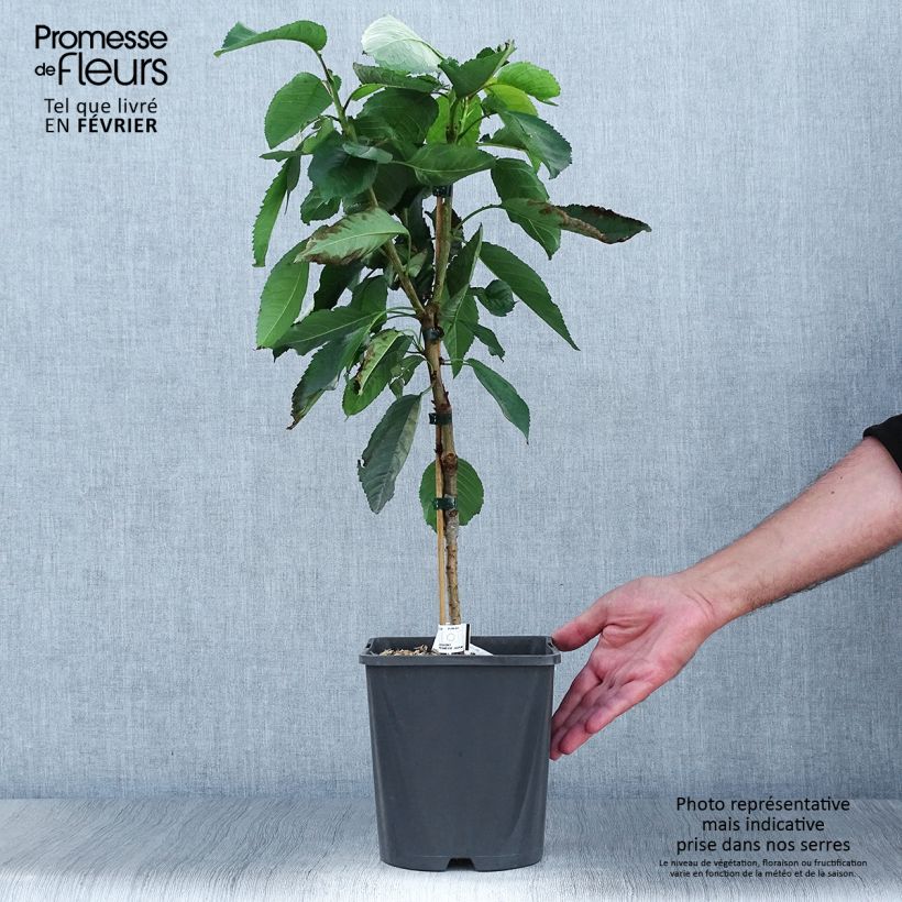 Amostra de Cerejeira anã Fruit Me Cherry Me Burlat - Prunus cerasus Vaso de 4 L/5 L, Anão tal como entregue no outono