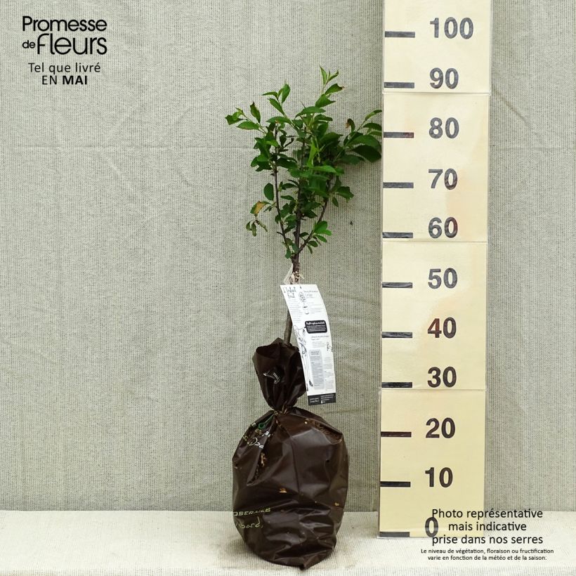 Amostra de Cerisier nain Griotella - Georges Delbard Motte Prêt-à-planter 1/4 de tige tal como entregue na primavera