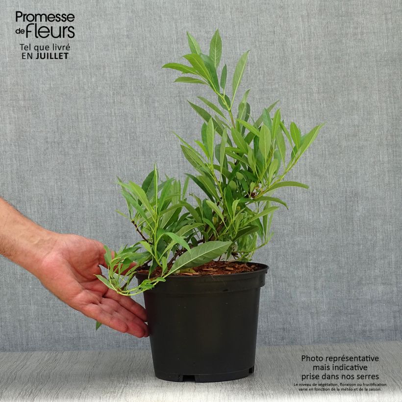 Amostra de Prunus pumila Depressa Vaso de 2 L/3 L tal como entregue no verão