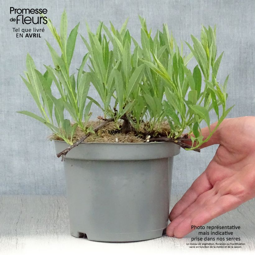 Amostra de Prunus pumila Depressa Vaso de 2 L/3 L tal como entregue na primavera