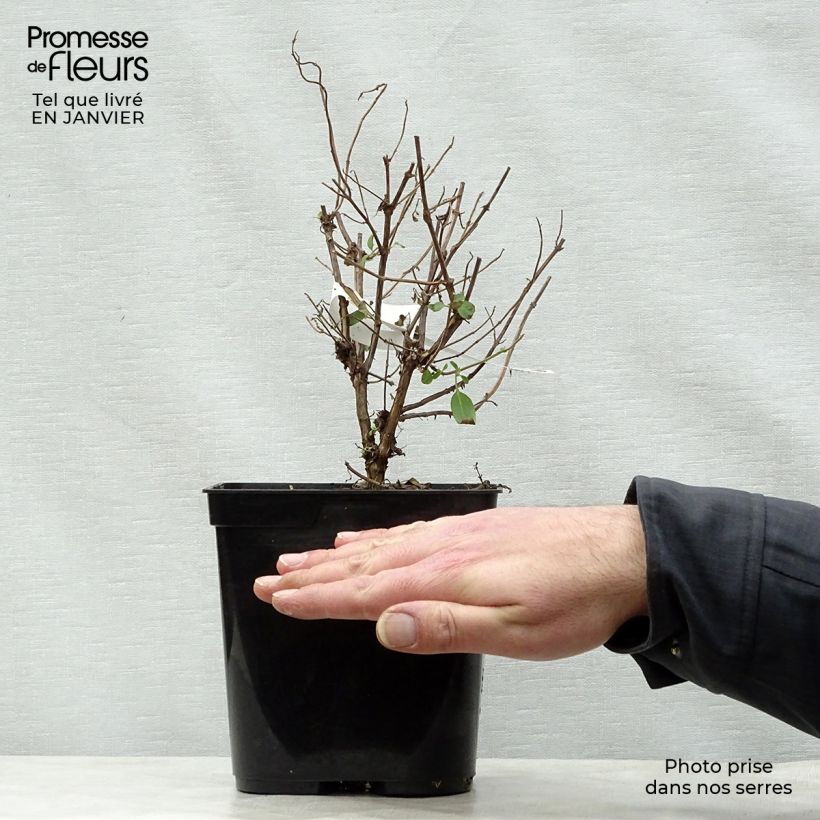 Amostra de Sálvia microphylla Cerro Potosi Vaso de 2 L/3 L tal como entregue no inverno