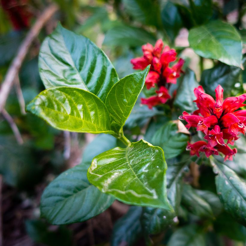 Cestrum fasciculatum Newellii (Folhagem)