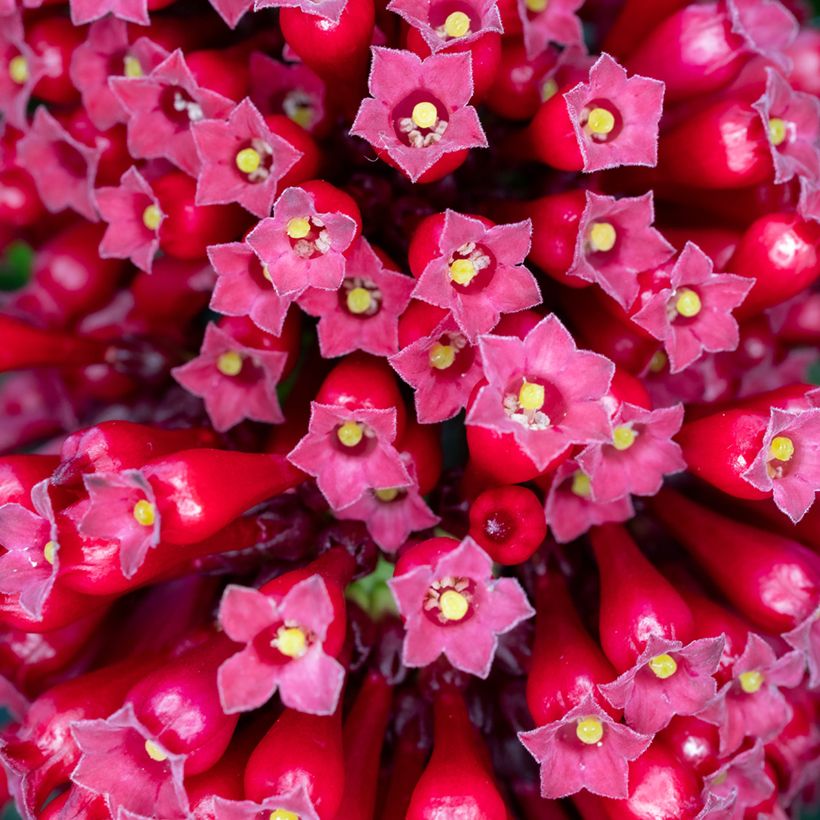 Cestrum fasciculatum Newellii (Floração)