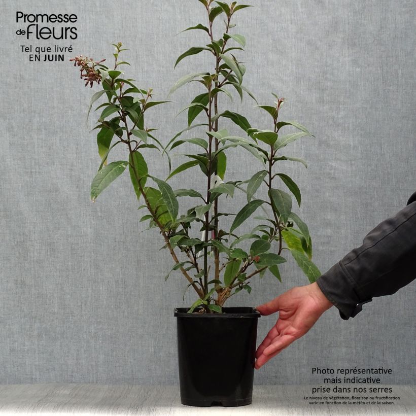 Amostra de Cestrum elegans Rubrum Vaso de 4 L/5 L tal como entregue no verão