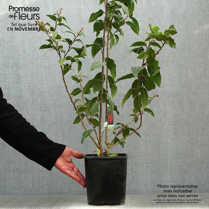 Amostra de Cestrum elegans Rubrum Vaso de 4 L/5 L tal como entregue no outono