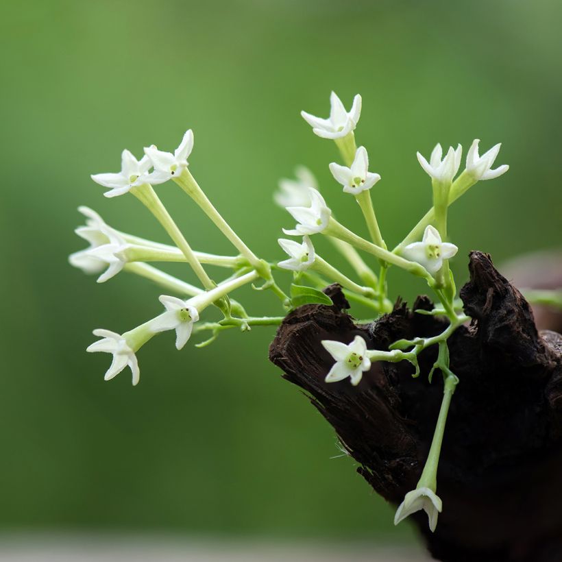 Cestrum nocturnum (Floração)