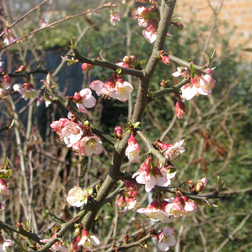 Chaenomeles cathayensis (Floração)