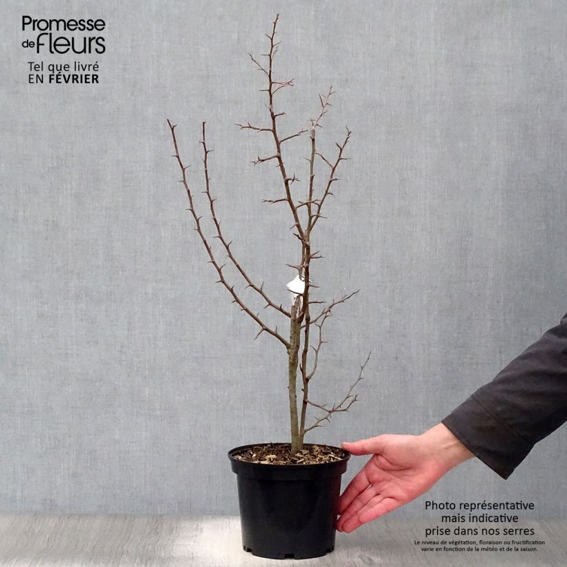 Amostra de Chaenomeles cathayensis Vaso de 3 L/4 L tal como entregue no inverno