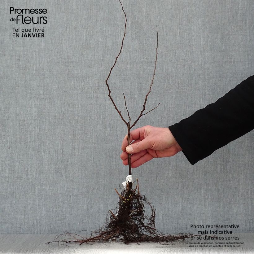 Amostra de Chaenomeles japonica - Cognassier du Japon Raízes nuas tal como entregue no inverno