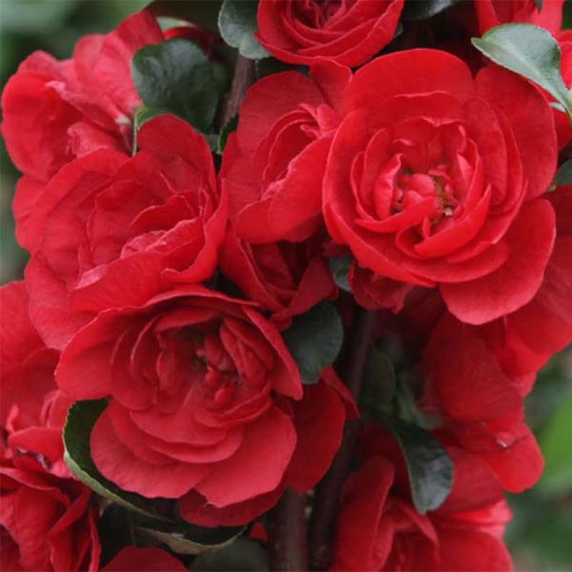 Marmeleiro-do-Japão Scarlet Storm (Floração)