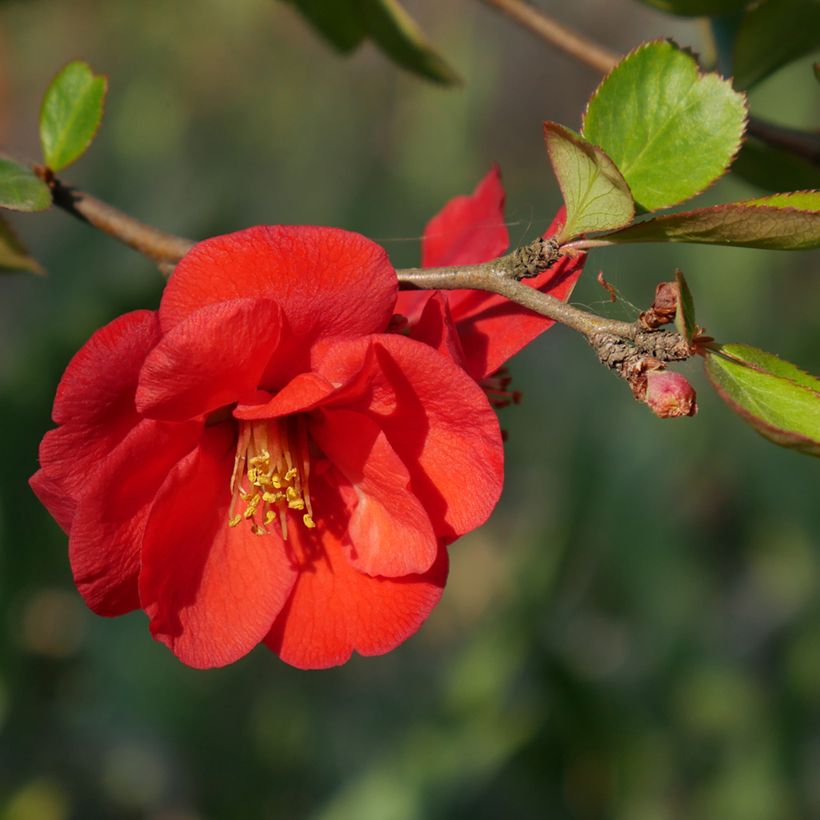 Marmeleiro-do-Japão Nicoline (Floração)