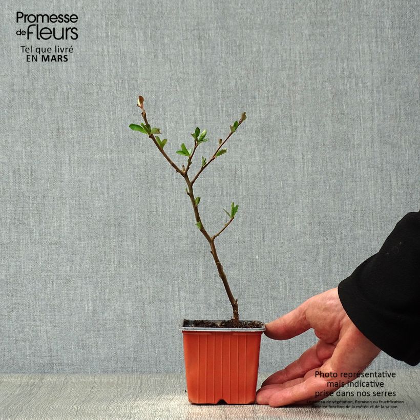 Amostra de Marmeleiro-do-Japão Nicoline Vaso de 8/9 cm tal como entregue na primavera