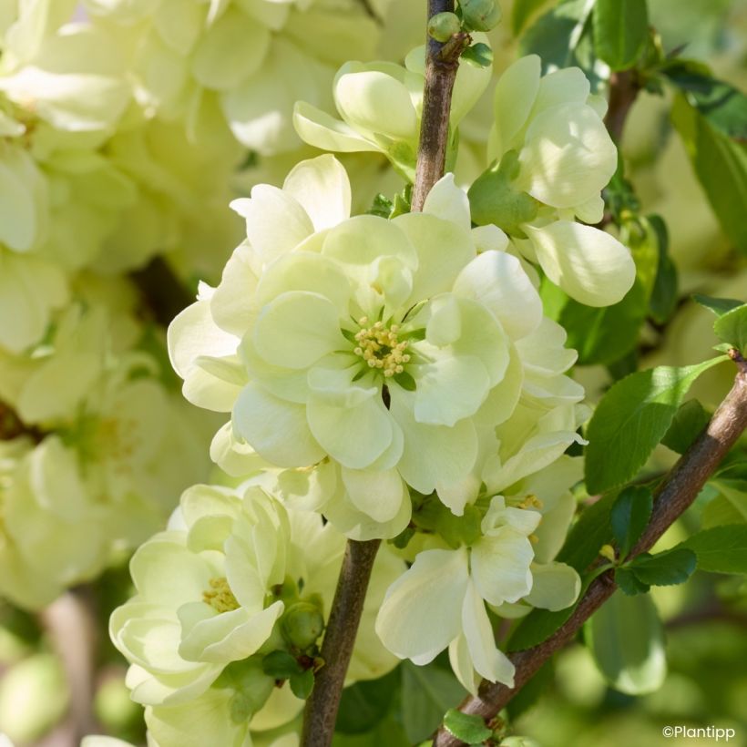 Marmeleiro-do-Japão Lemon Sorbet - Chaenomeles speciosa (Floração)