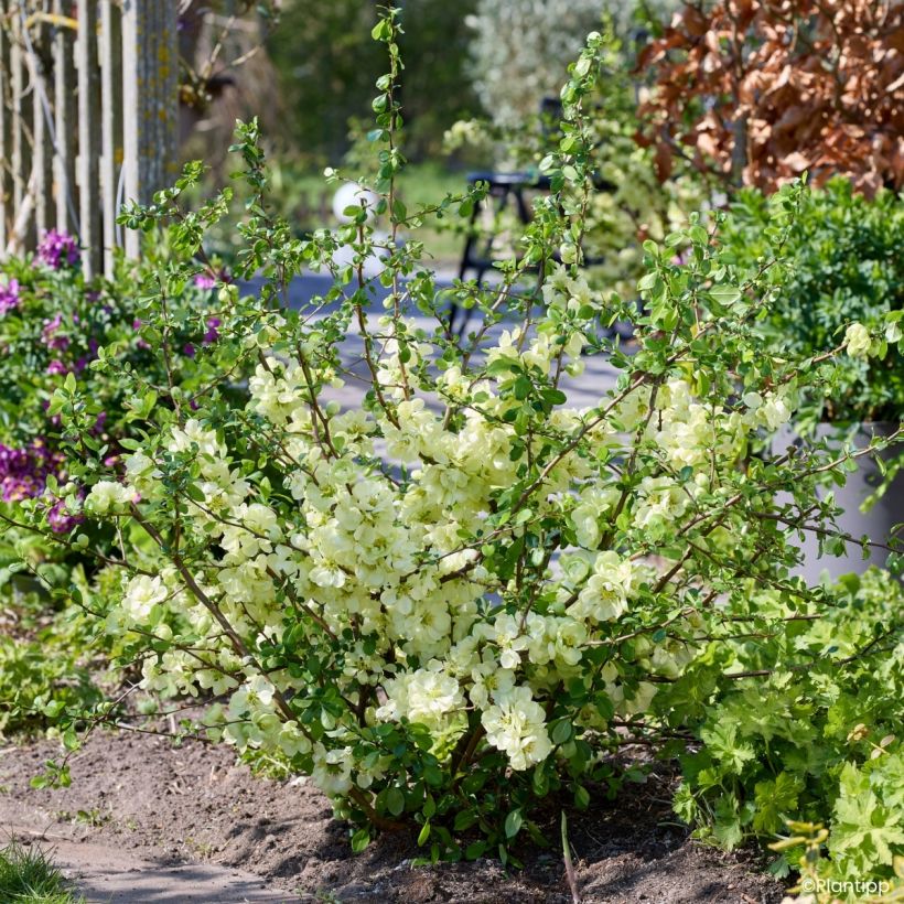 Marmeleiro-do-Japão Lemon Sorbet - Chaenomeles speciosa (Hábito)
