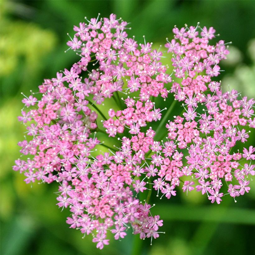 Chaerophyllum hirsutum Roseum (Floração)
