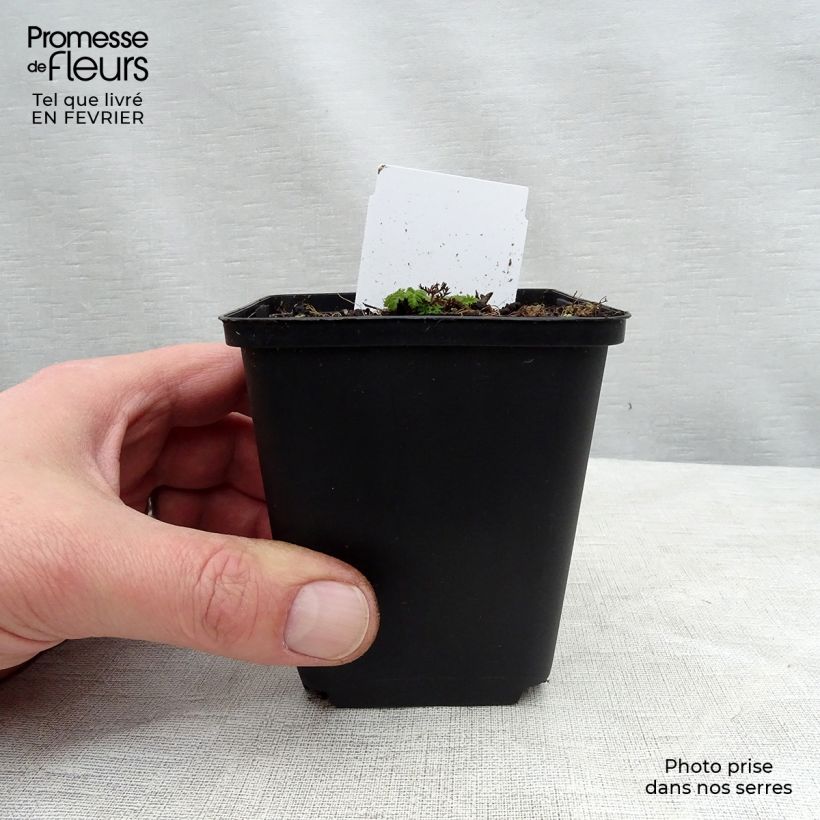 Amostra de Chaerophyllum hirsutum Roseum - Cerfeuil hirsute Vaso de 8/9 cm tal como entregue no inverno