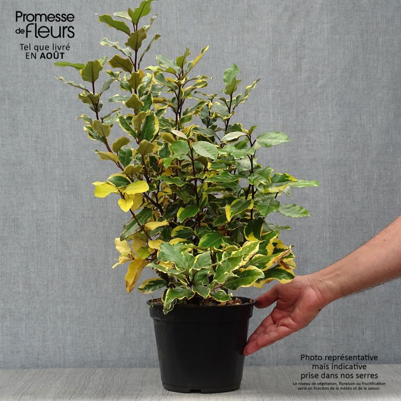 Amostra de Elaeagnus ebbingei Viveleg Vaso de 3 L/4 L tal como entregue no verão
