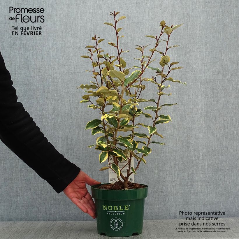 Amostra de Elaeagnus ebbingei Viveleg Vaso de 3 L/4 L tal como entregue no inverno