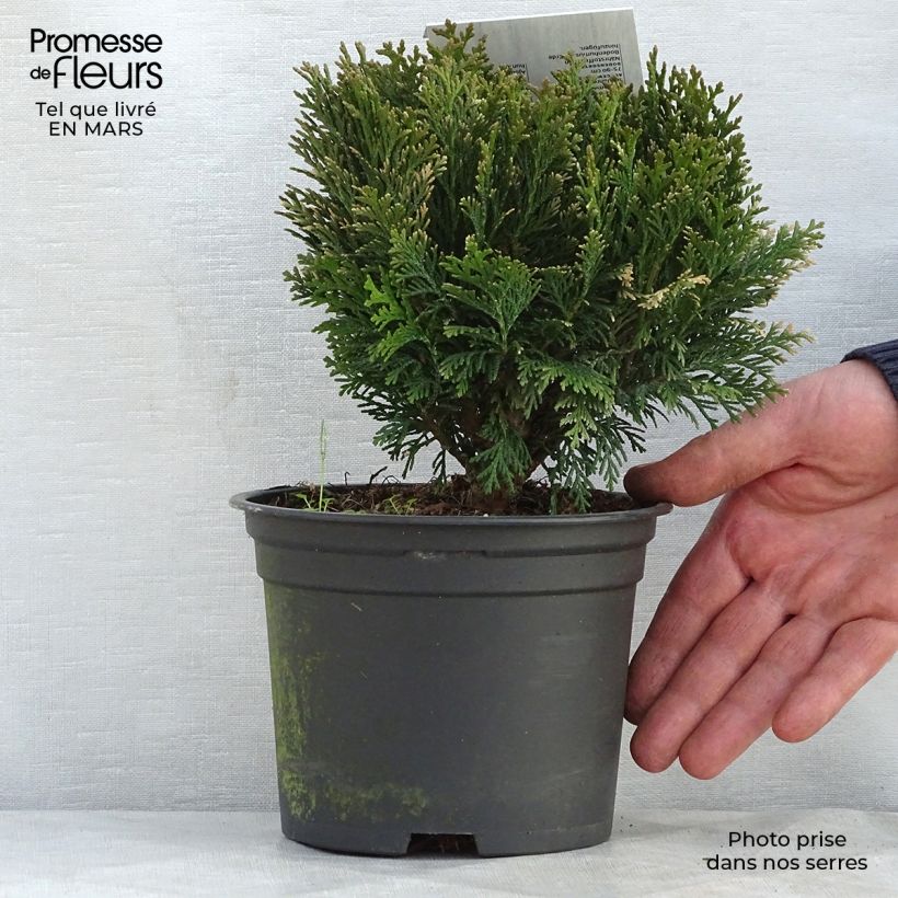 Amostra de Cipreste-de-Lawson Minima Glauca - Chamaecyparis lawsoniana Vaso de 2 L/3 L tal como entregue na primavera