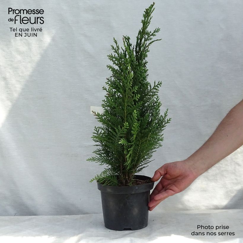 Amostra de Cipreste-de-Lawson Alumii - Chamaecyparis lawsoniana Vaso de 3 L/4 L tal como entregue no verão