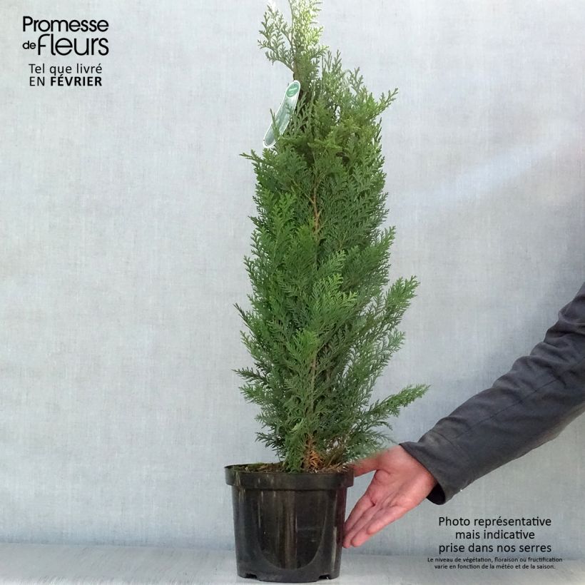 Amostra de Cipreste-de-Lawson Columnaris - Chamaecyparis lawsoniana Vaso de 4 L/5 L tal como entregue no inverno