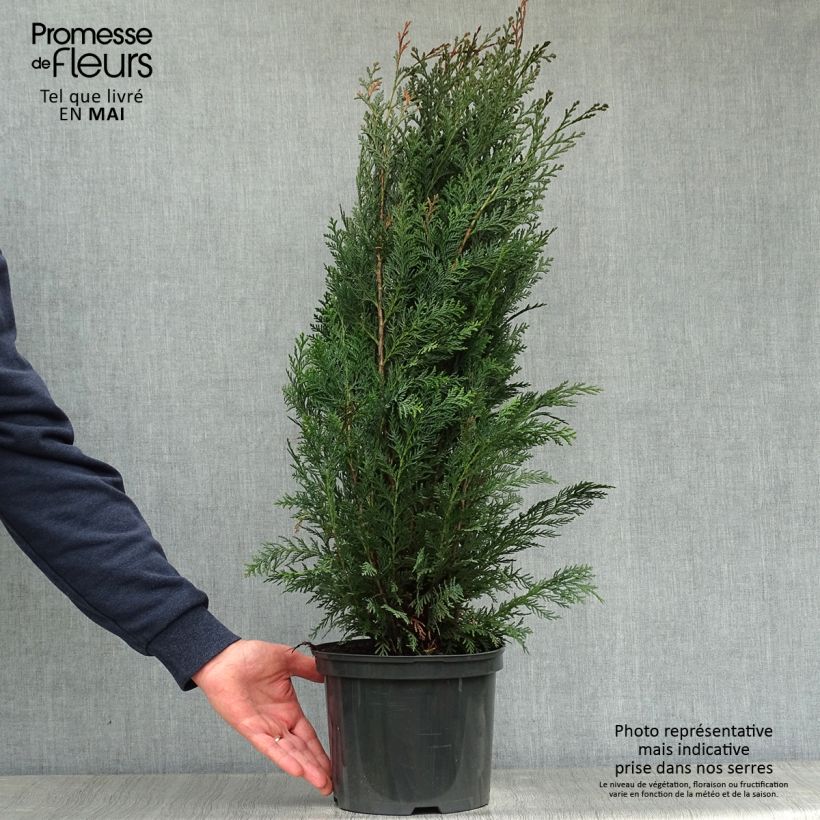 Amostra de Cipreste-de-Lawson Columnaris - Chamaecyparis lawsoniana Vaso de 4 L/5 L tal como entregue na primavera
