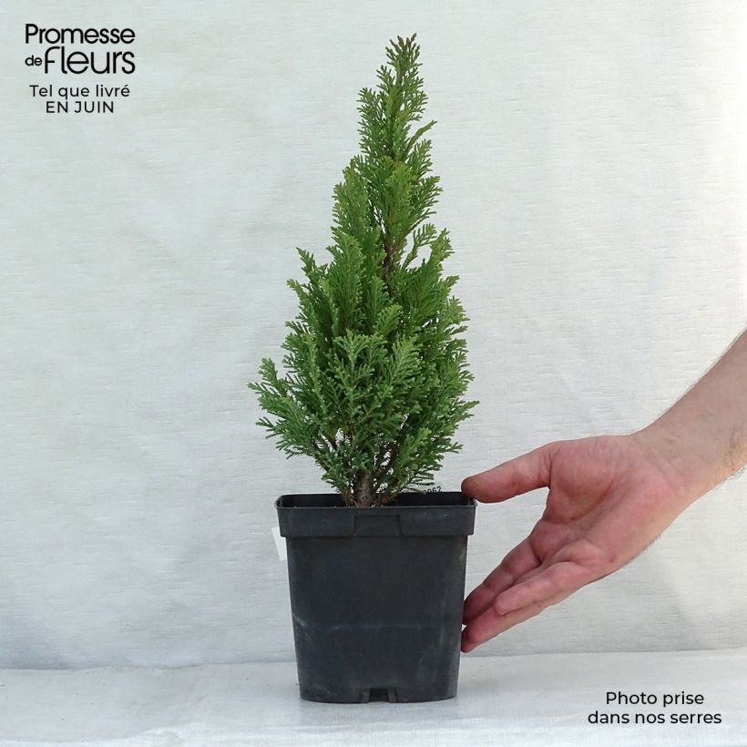 Amostra de Cipreste-de-Lawson Elwoodii - Chamaecyparis lawsoniana Vaso de 2 L/3 L tal como entregue no verão