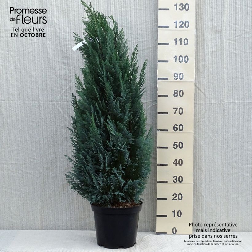 Amostra de Cipreste-de-Lawson Elwoodii - Chamaecyparis lawsoniana Vaso de 7,5 L/10 L tal como entregue no outono